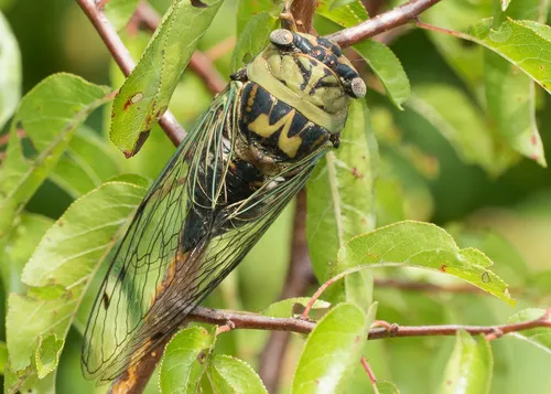 Western Dusk Singing Cicada