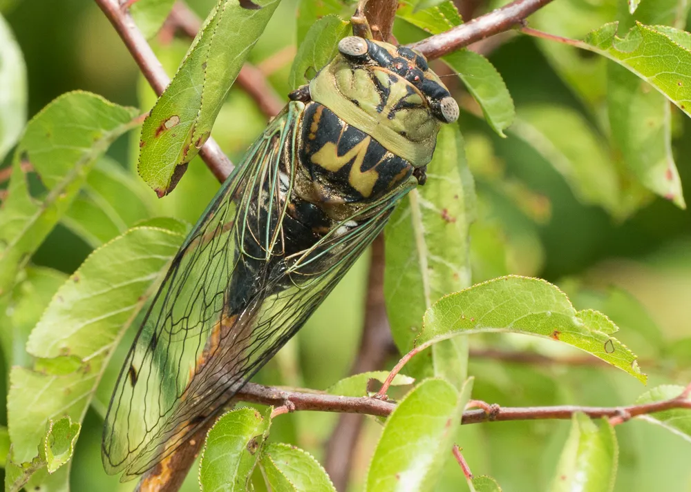 Western Dusk Singing Cicada - photo 3