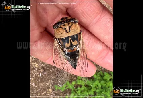 Western Dusk Singing Cicada - photo 5