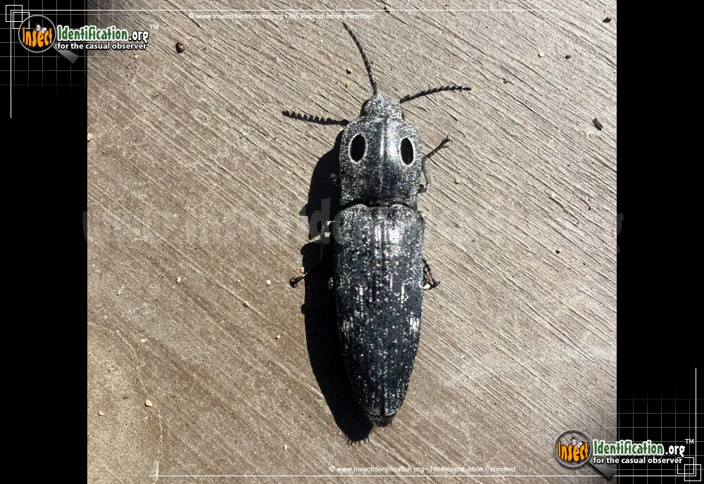 Western Eyed Click Beetle