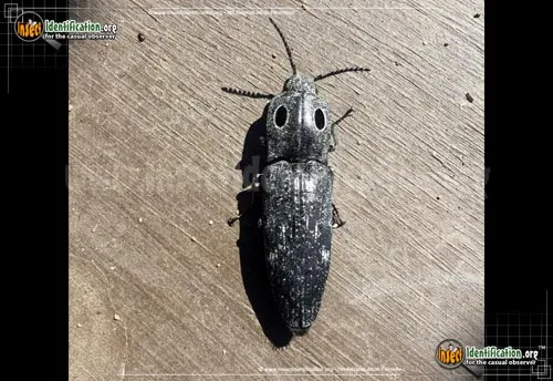 Western Eyed Click Beetle - photo 2