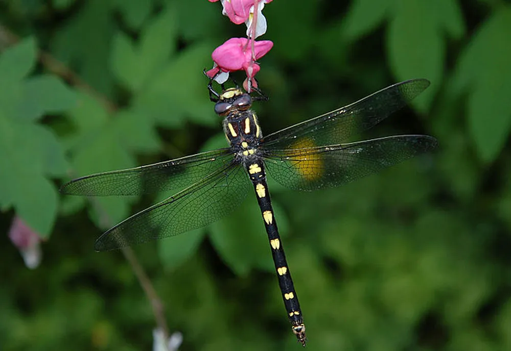Western Flying Adder