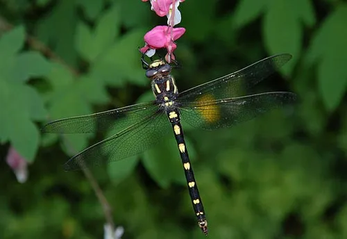 Western Flying Adder - photo 2