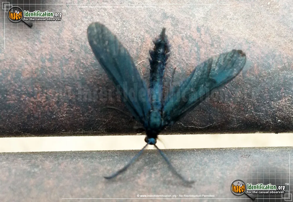 Western Grapeleaf Skeletonizer Moth