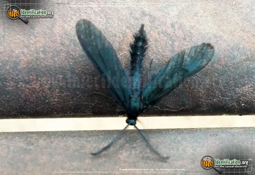 Western Grapeleaf Skeletonizer Moth - photo 2