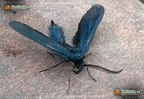 Western Grapeleaf Skeletonizer Moth - photo 4