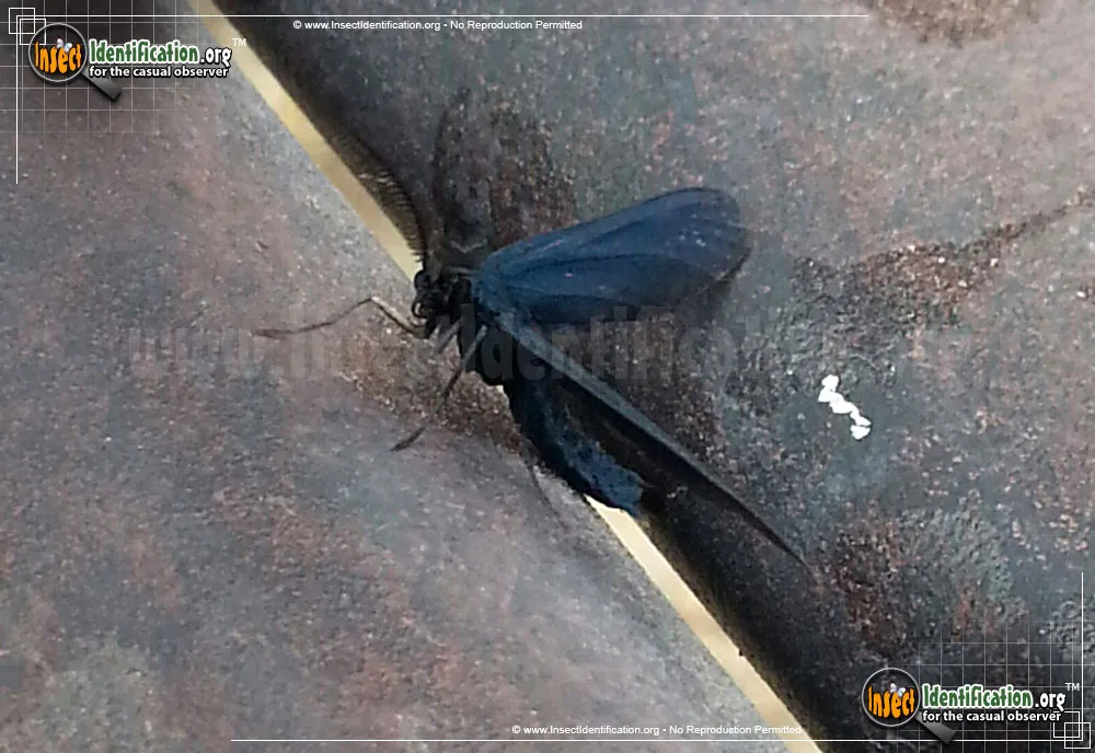 Western Grapeleaf Skeletonizer Moth - photo 5