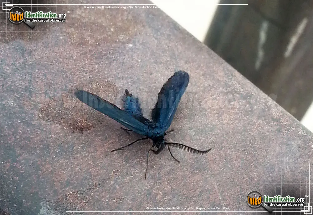 Western Grapeleaf Skeletonizer Moth - photo 7