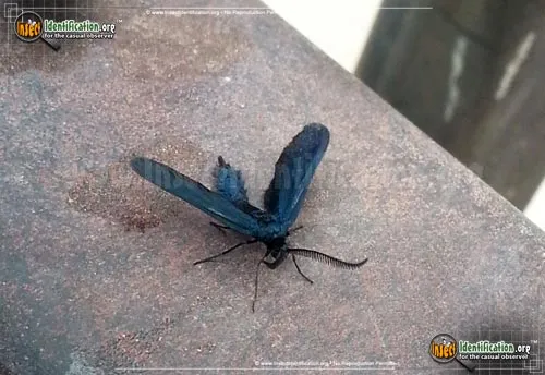 Western Grapeleaf Skeletonizer Moth - photo 8