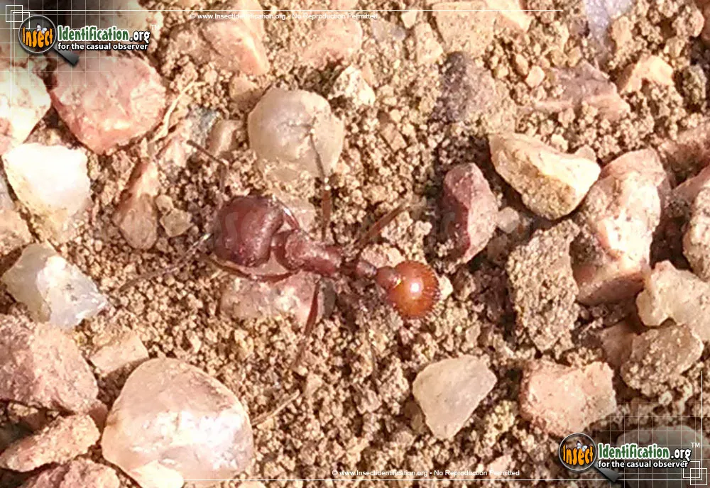 Western Harvester Ant