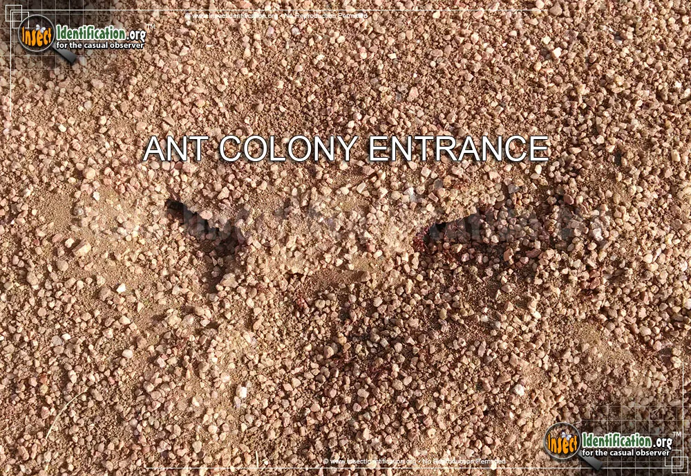 Western Harvester Ant - photo 3