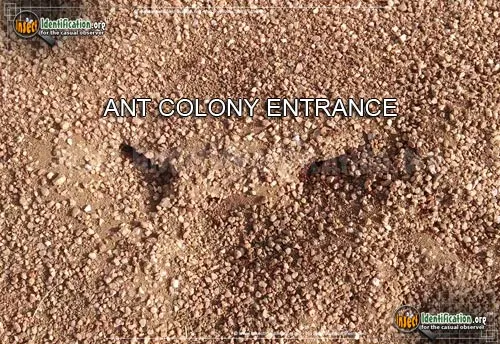 Western Harvester Ant - photo 4