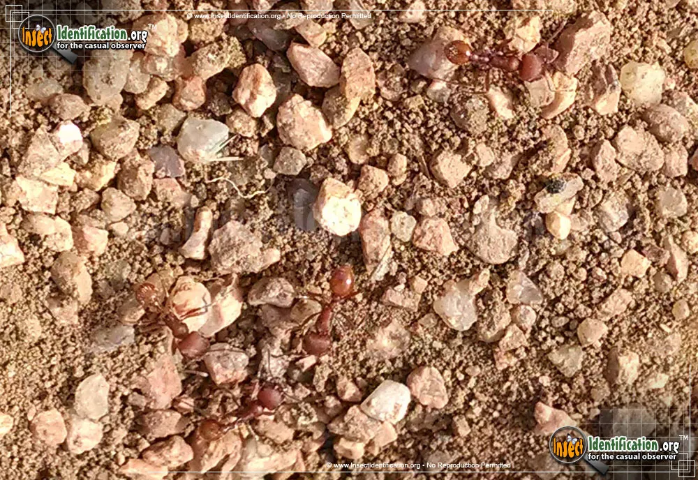 Western Harvester Ant - photo 5