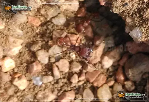 Western Harvester Ant - photo 8