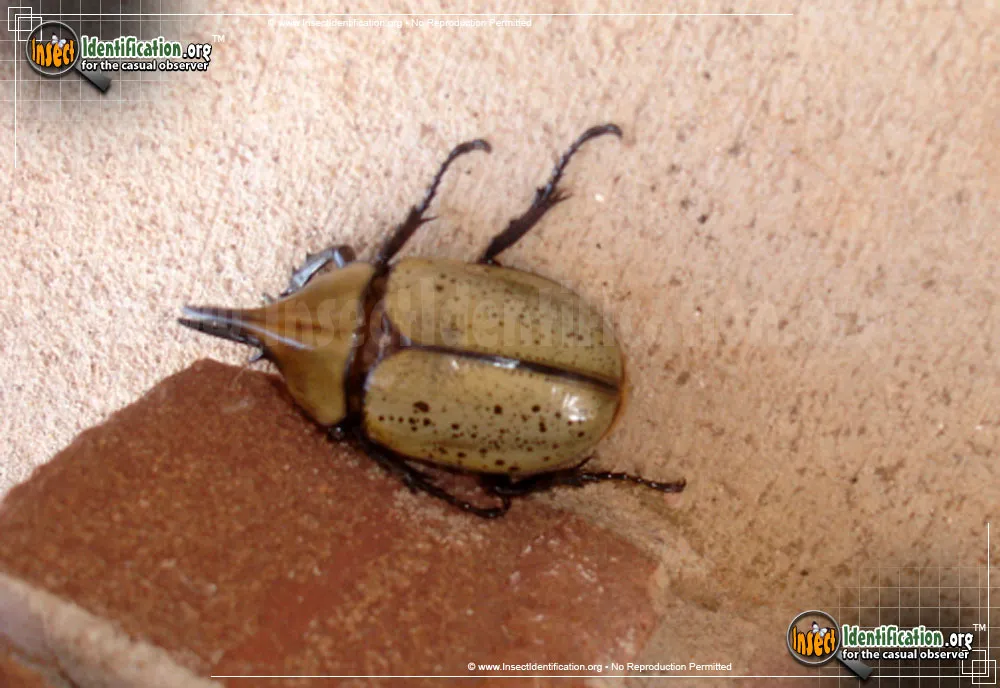 Western Hercules Beetle
