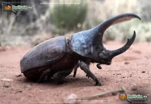 Western Hercules Beetle - photo 4