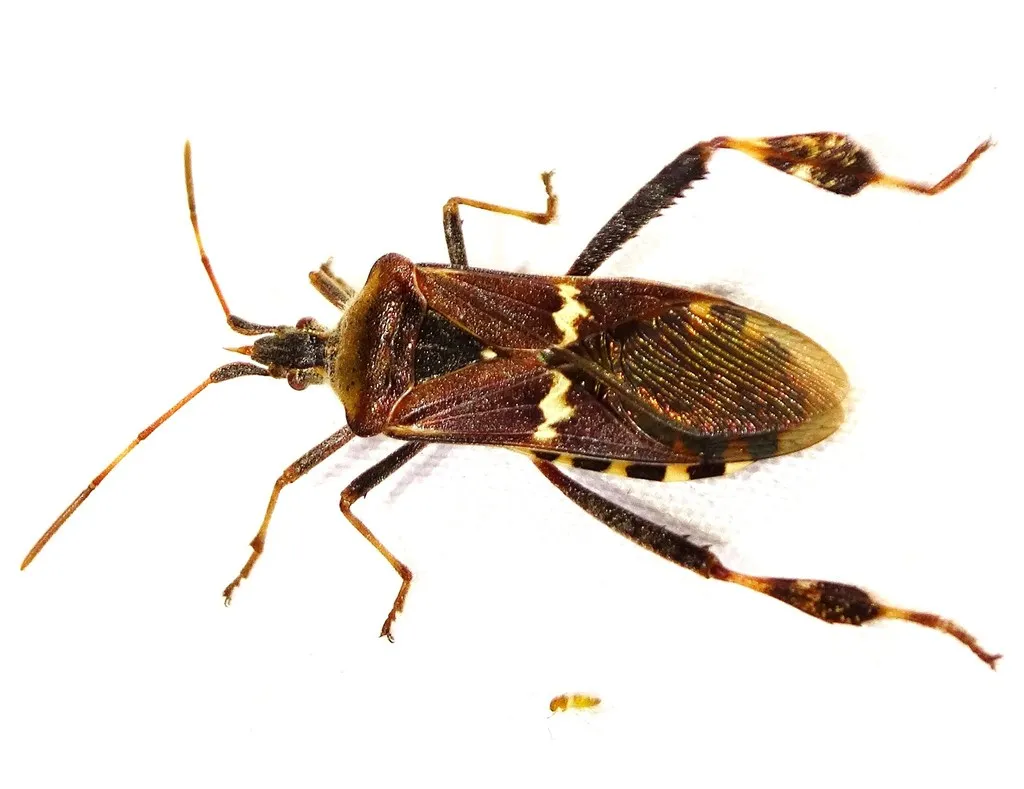 Western Leaf-footed Bug - photo 2