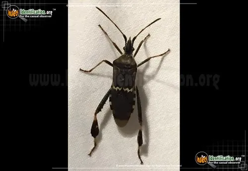 Western Leaf-footed Bug - photo 4