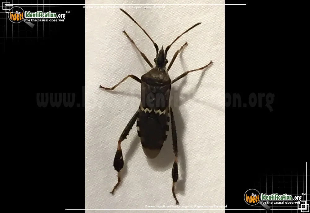 Western Leaf-footed Bug - photo 5