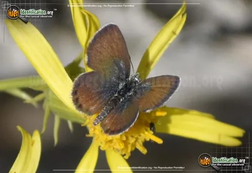 Western Pygmy-Blue Butterfly - photo 2