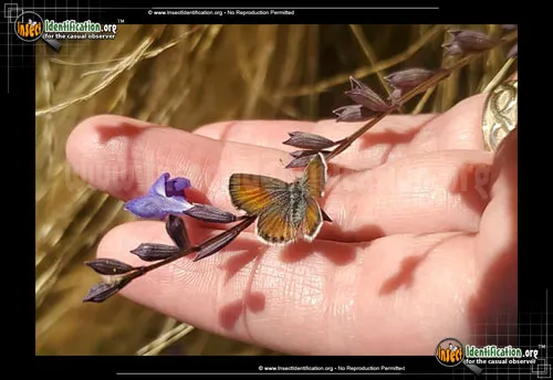 Western Pygmy-Blue Butterfly - photo 4