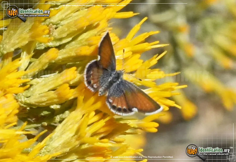 Western Pygmy-Blue Butterfly - photo 5