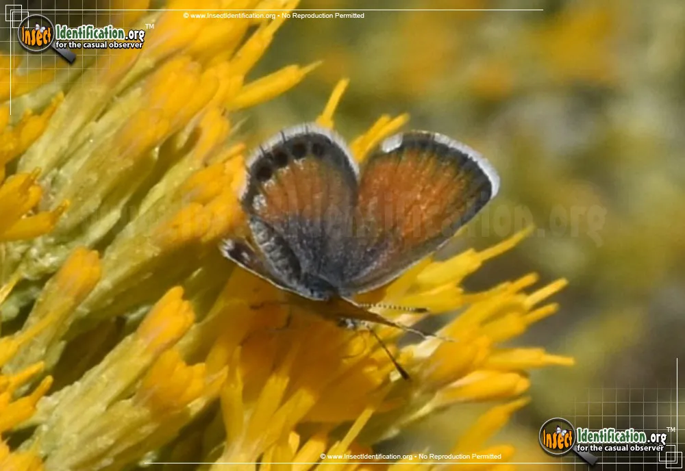 Western Pygmy-Blue Butterfly - photo 7
