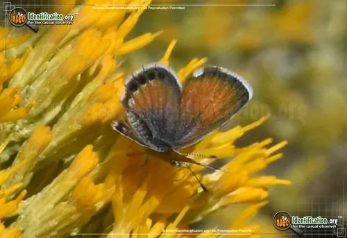 Western Pygmy-Blue Butterfly - photo 8