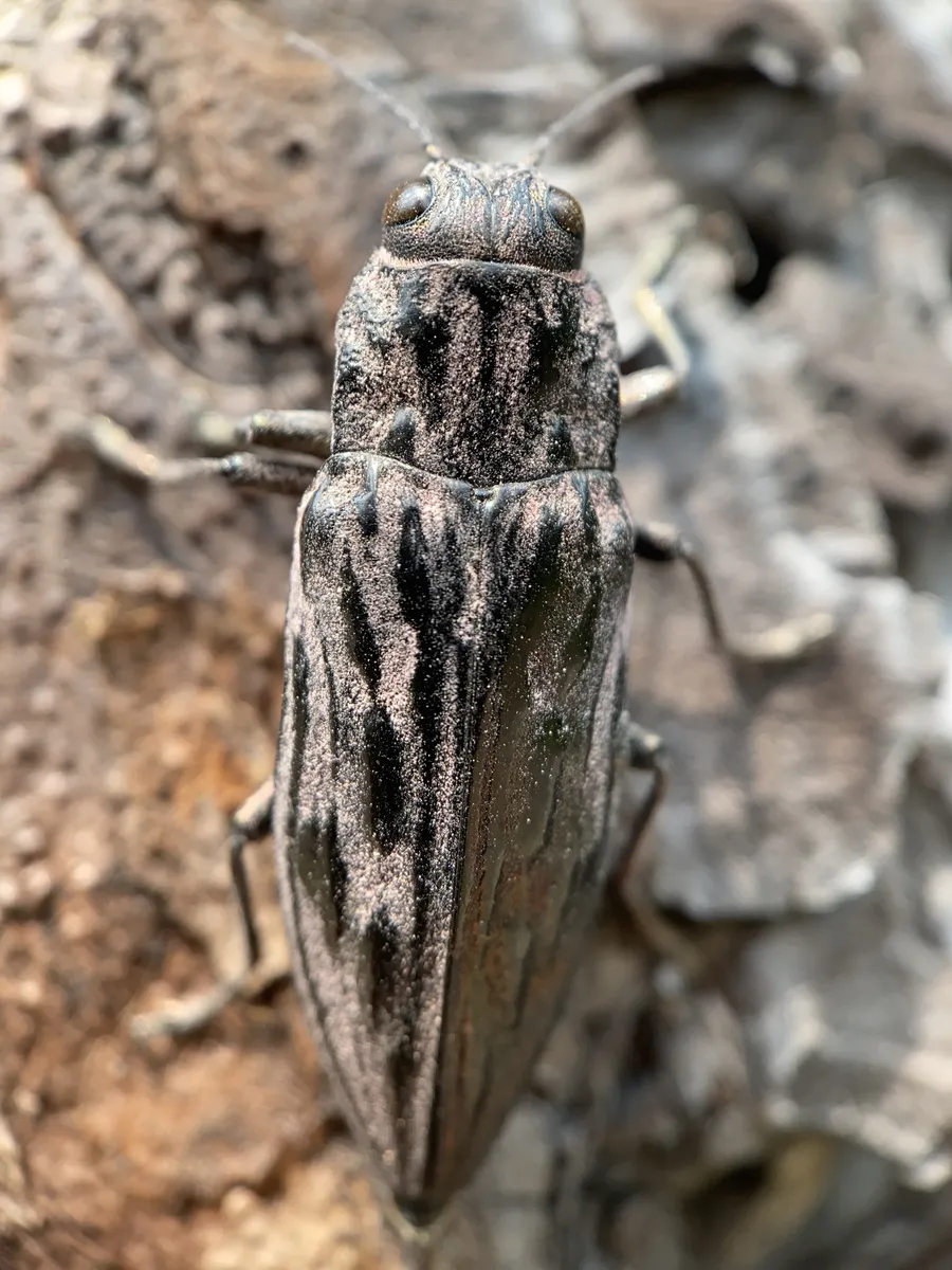 Western Sculptured Pine Borer - photo 3