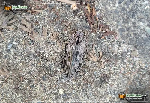 Western Sculptured Pine Borer - photo 4
