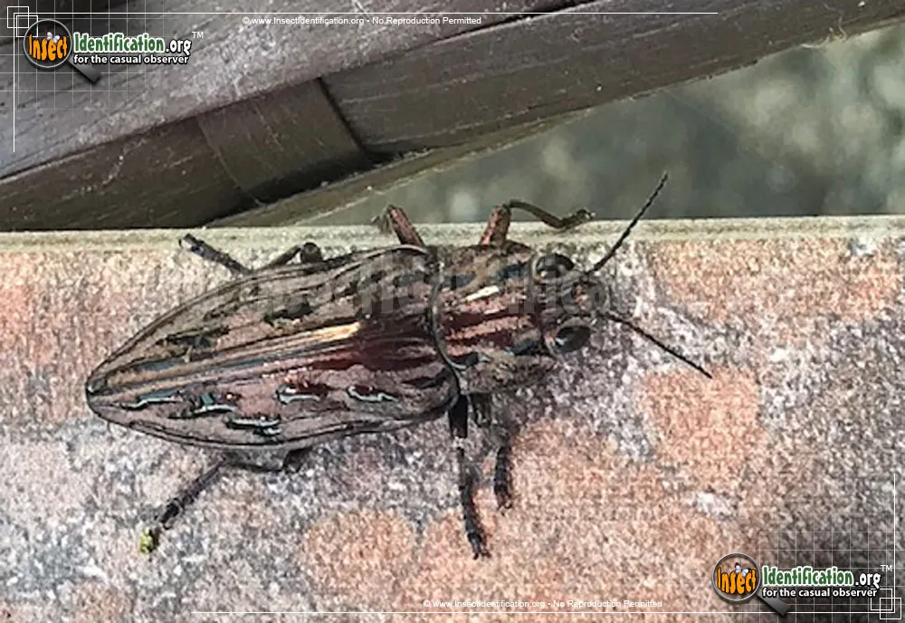Western Sculptured Pine Borer - photo 5