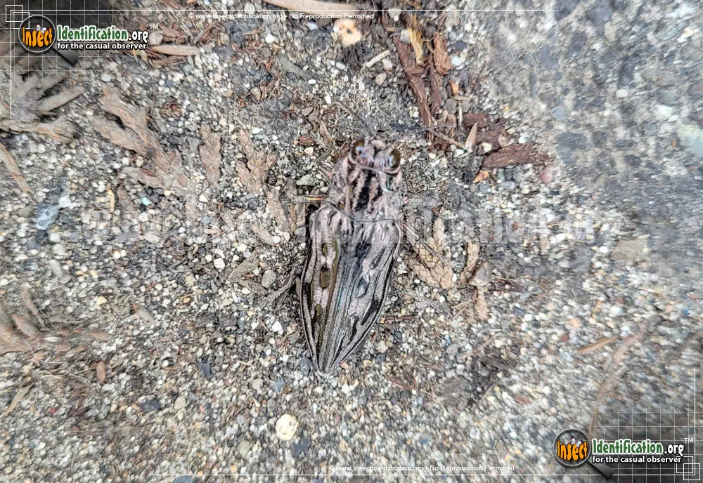 Western Sculptured Pine Borer - photo 6