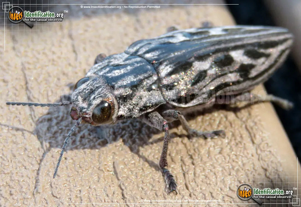 Western Sculptured Pine Borer - photo 8