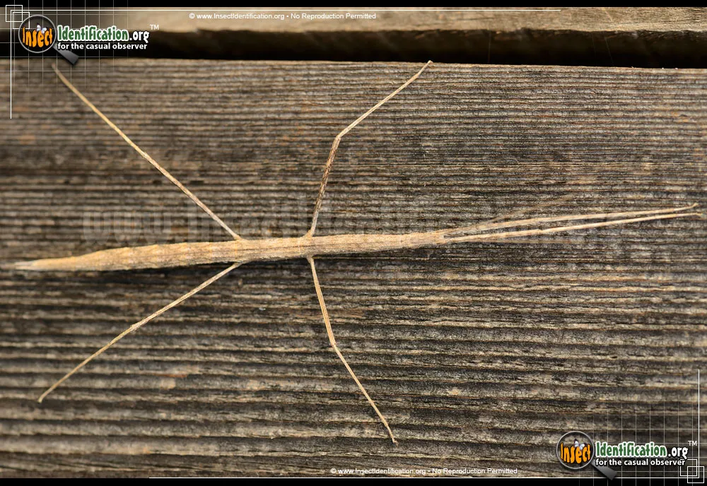 Western Short-horned Walkingstick