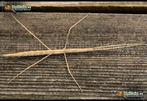 Western Short-horned Walkingstick - photo 2