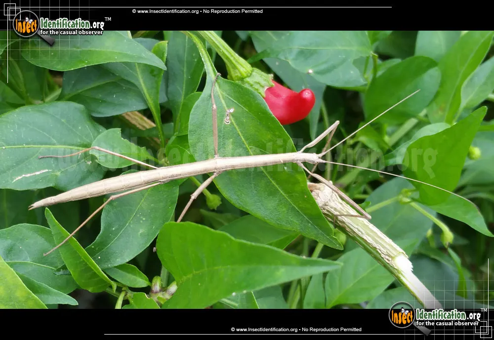 Western Short-horned Walkingstick - photo 3
