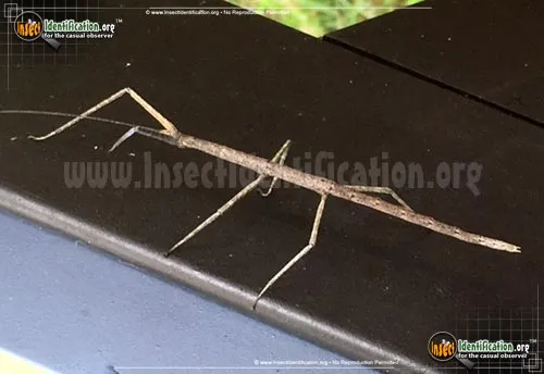 Western Short-horned Walkingstick - photo 4