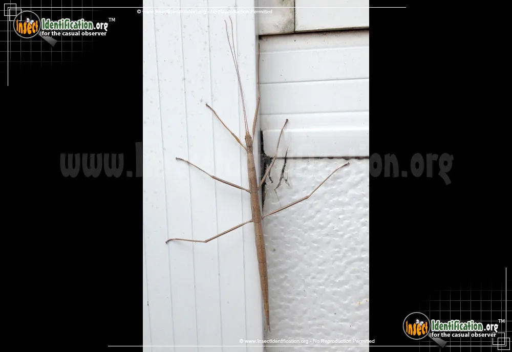 Western Short-horned Walkingstick - photo 5