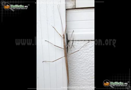 Western Short-horned Walkingstick - photo 6