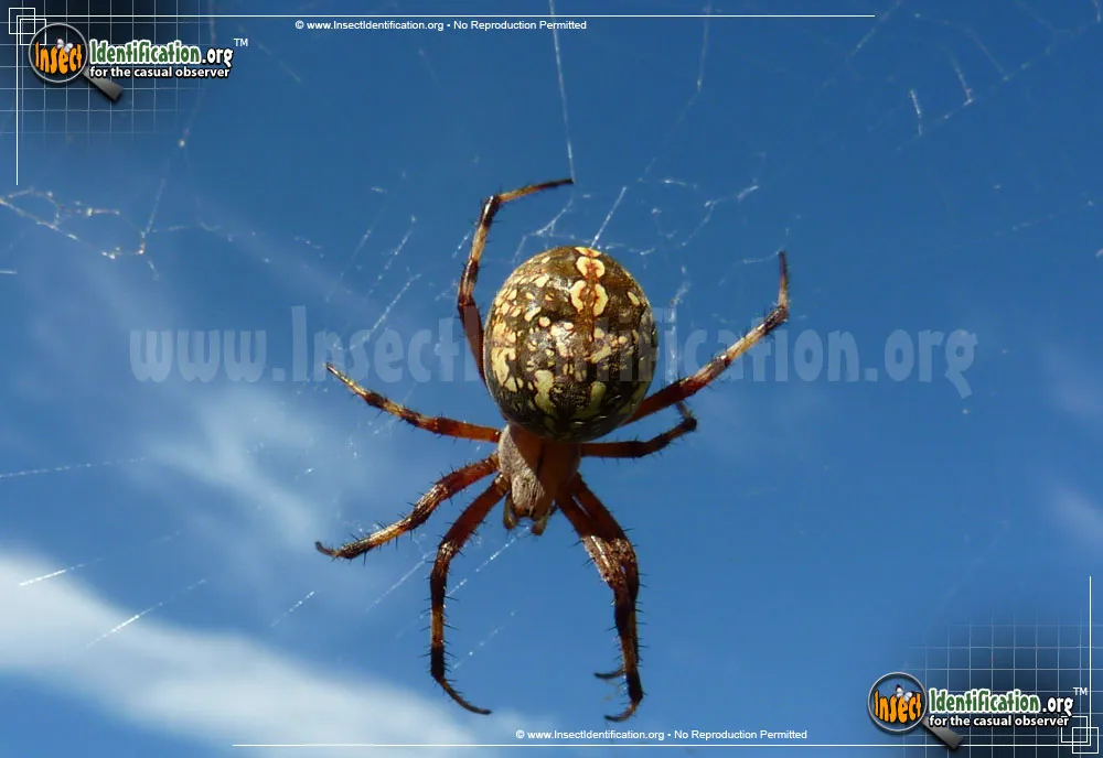 Western Spotted Orb Weaver