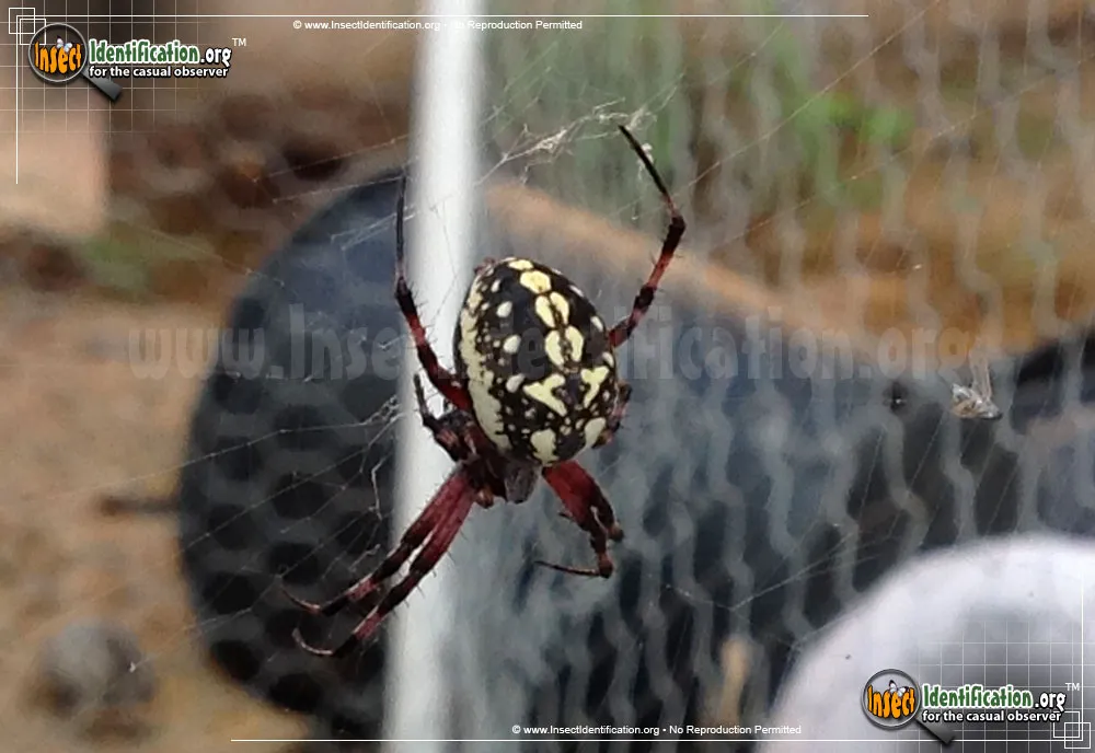 Western Spotted Orb Weaver - photo 3