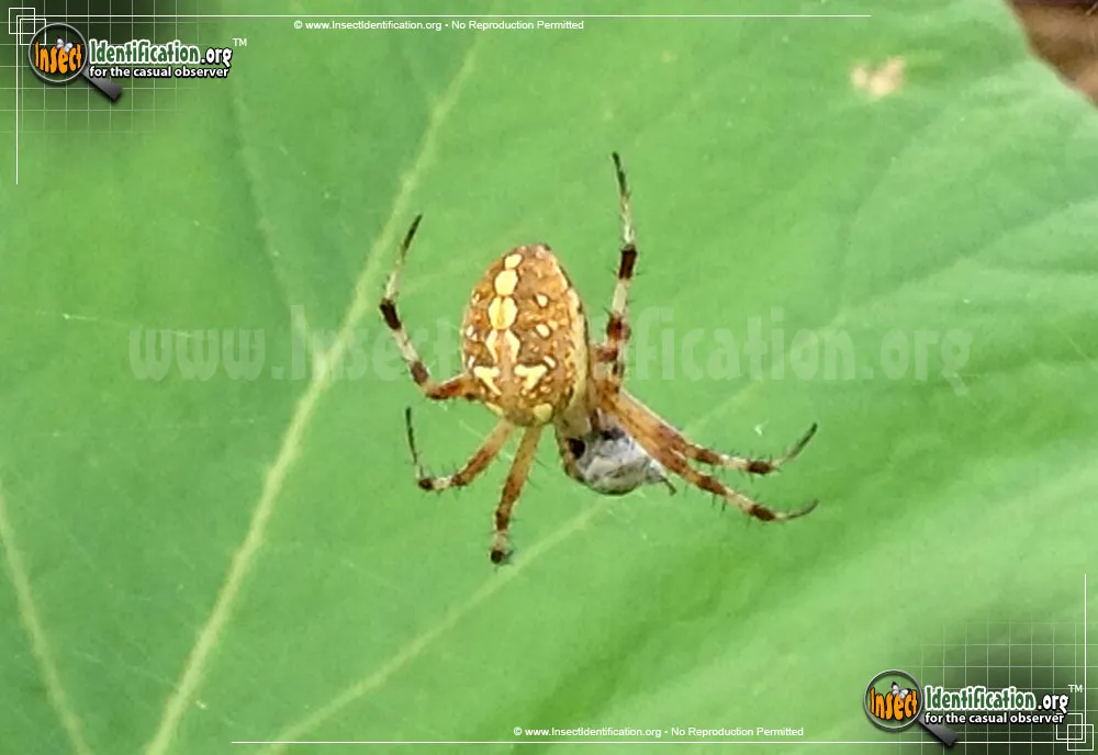 Western Spotted Orb Weaver - photo 5
