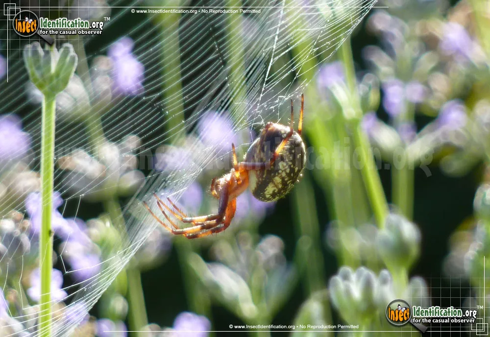 Western Spotted Orb Weaver - photo 7