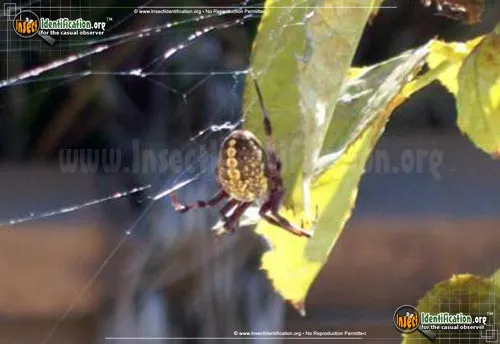 Western Spotted Orb Weaver - photo 8