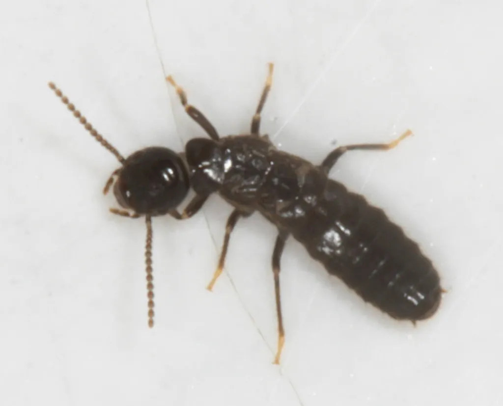 Western Subterranean Termite - photo 2
