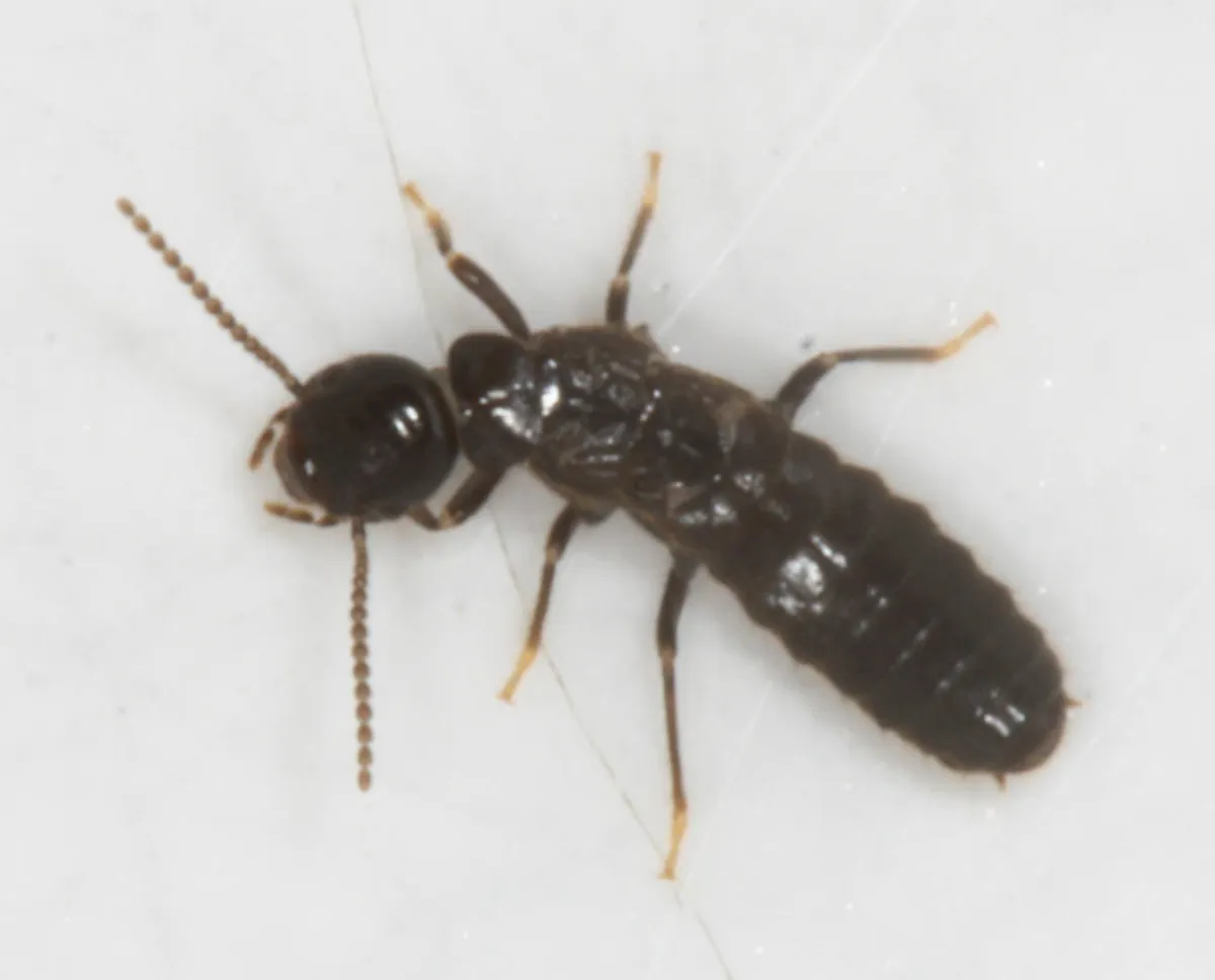 Western Subterranean Termite - photo 3