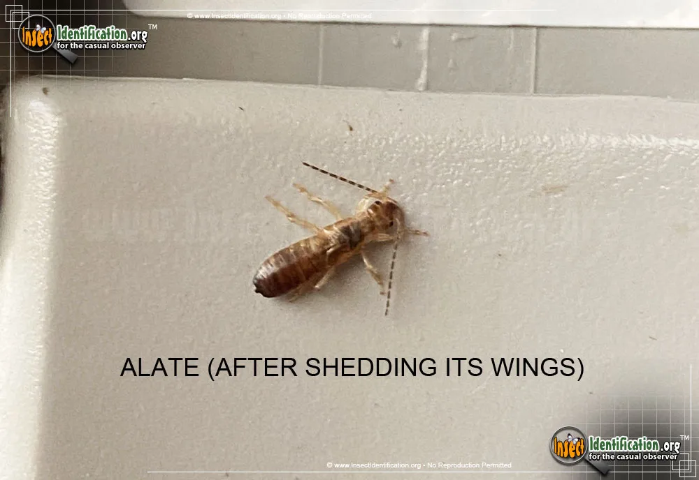Western Subterranean Termite - photo 4