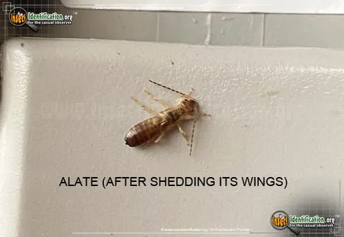 Western Subterranean Termite - photo 5