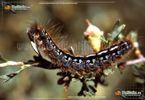 Western Tent Moth - photo 2