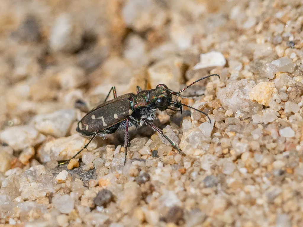 Western Tiger Beetle - photo 2